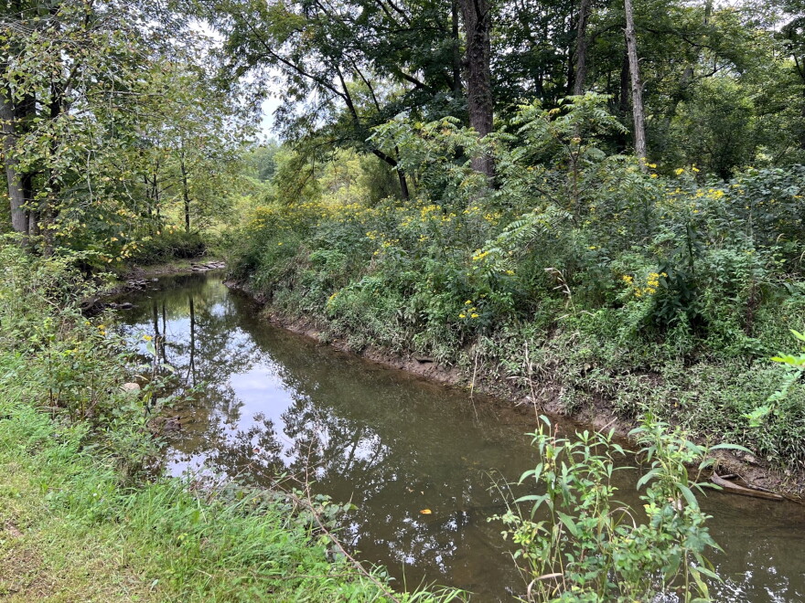 Yellow flowers grow near a stream with muddy banks.