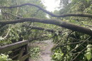 Debris from fallen trees and limbs are stretched across a paved walkway with a pedestrian bridge in the foreground.