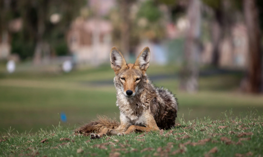 A coyote is seen lying in a grassy area.