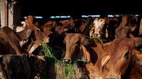 Many upper caste Hindus consider the cow holy and have long rallied to ban beef eating. Critics of the government see the new animal cruelty rules as an effort to cater to these demands.