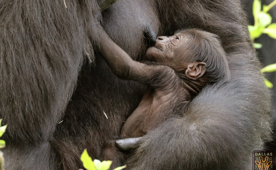 The Dallas Zoo's 13-year-old critically endangered western lowland gorilla Megan delivered her infant in the early morning of March 7. This is Megan's first baby, and zoo official say both are doing great.