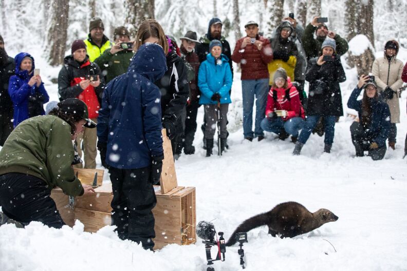 In the falling snow, a crowd facing the camera watching in the background. In the foreground, two people on the left, backs to the camera have just released a fisher running in the snow out of his wooden crate to the right