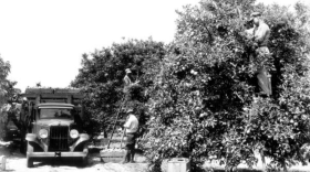 An old black-and-white photo of a truck on the left and two men picking oranges next to large trees on the right