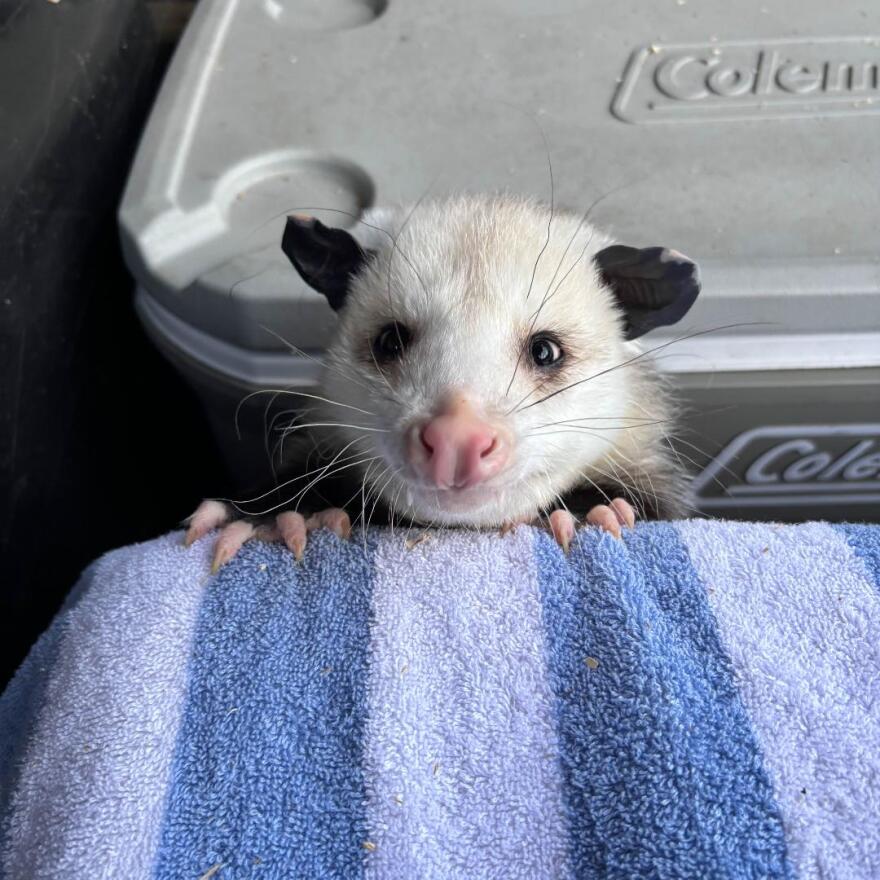 After a short stay at the Wildlife Center of Virginia, this young possum is back in the wild