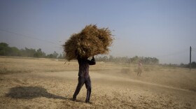 FILE - An Indian farmer carries wheat crop harvested from a field on the outskirts of Jammu, India, April 28, 2022. (AP Photo/Channi Anand, File)