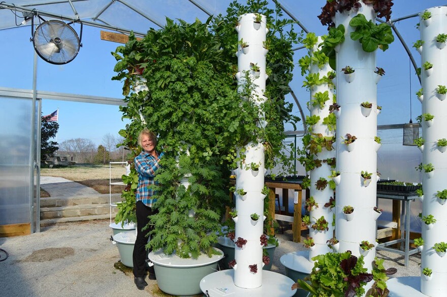 Mona Hitch tends to one of her 8-foot vertical farming towers. She says she and her husband eat salads grown "vertically" in their greenhouse every day. (Caroline Leland)