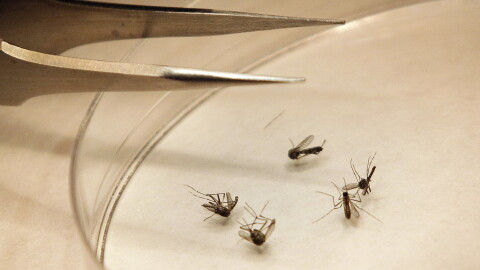 Mosquitos are sorted at a mosquito lab.