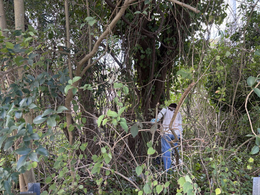 Michelle Ueltschi with the Chesapeake Climate Action Network works to clear ivy in Norfolk on Sunday, Oct. 18, 2026.