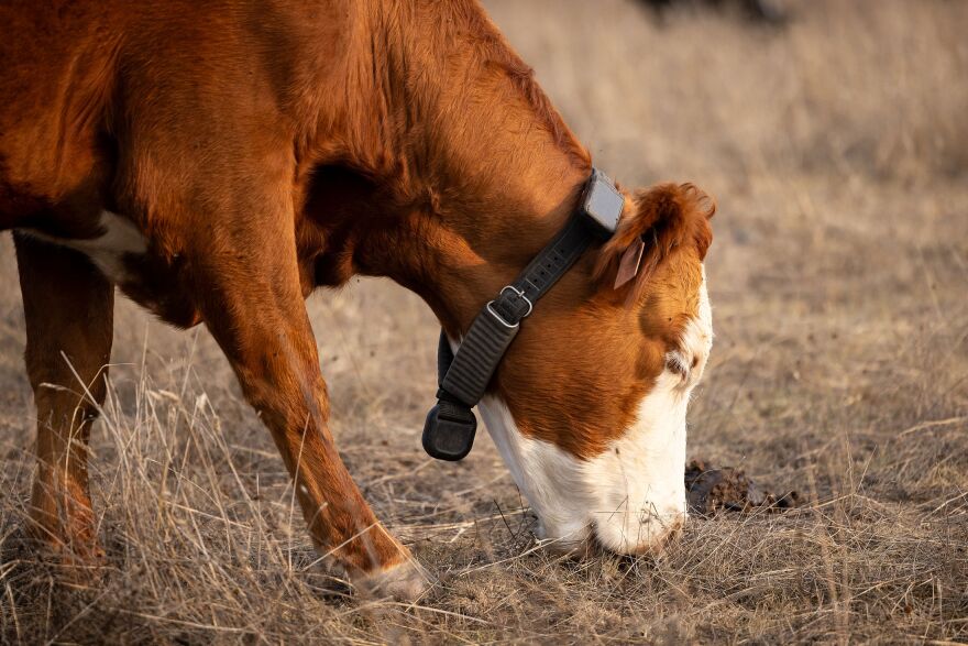 A cow bends down to munch on some grass. Around its neck is a virtual fencing collar.