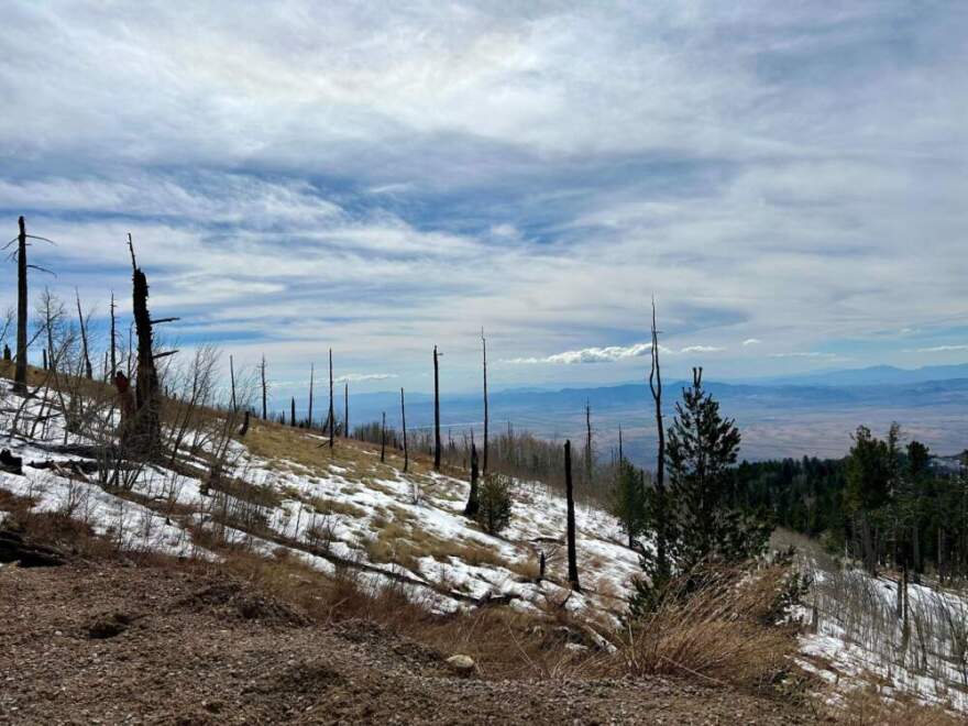 A wildfire in 2017 wiped out critical habitat for the endangered Mt. Graham red squirrel. Nearly a decade later, the burn scars remain. (Peter O'Dowd/Here & Now)