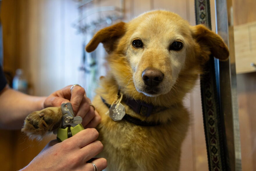 Usukcaq's nails are trimmed by Emily Stotts at the PAWS of Nome facility, Oct. 21, 2025.