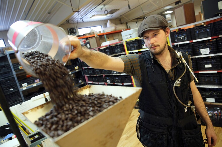 Just Coffee Cooperative's Benjamin Lisser prepares to grind coffee. The glass tube on his vest tests the air in his breathing zone for diacetyl, a chemical byproduct of the coffee roasting process that can cause lung disease.