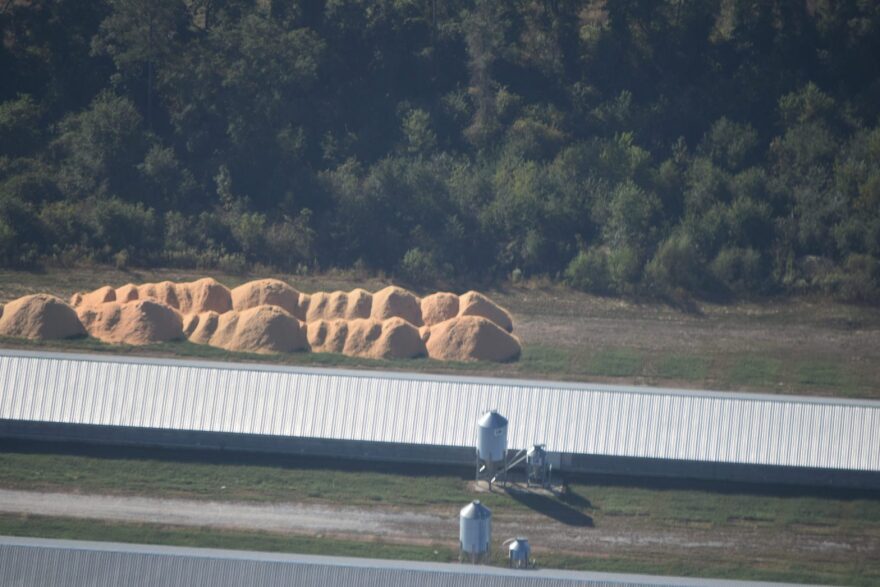 dry-poultry-litter-scaled.jpeg