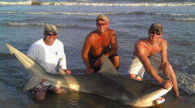 Damian Diaz, from left, James Sparks and Justin Lyons pose with an 8-foot bull shark caught Sunday, July 3, 2011 on Bolivar Peninsula beach. The 300-pound shark caught by Diaz and his family was released back into the Gulf after the group snapped a few photos to commemorate the catch.