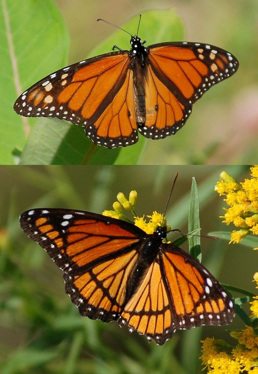 Mimicry Marfa Public Radio, radio for a wide range.