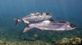 Fish Managers Say Salmon Runs ‘Could Have Been Worse,’ After Underwater Video Shows Heat-Stressed Salmon