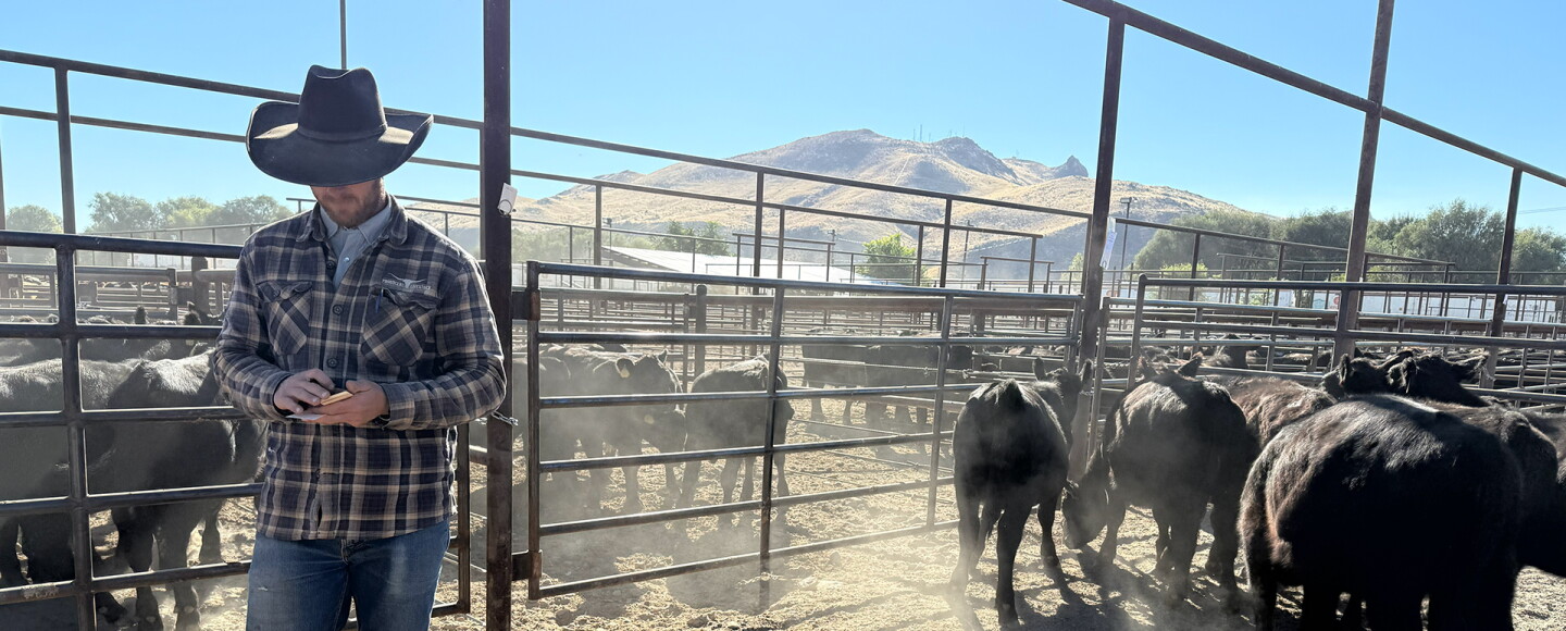Cattle rancher looks at his phone standing next to cattle