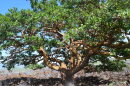 A wiliwili tree in Waikoloa's dry forest was recognized in 2014 as the largest wiliwili in the country.