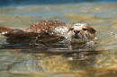 Splash the otter can find human remains under water. (Courtesy of Michael Hadsell)