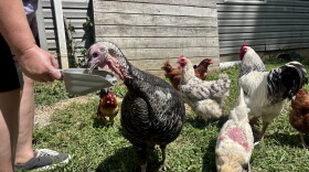 A woman holds out a scoop with sunflower feeds while a turkey pecks at the food. In the background, several large and small chickens look for seeds.
