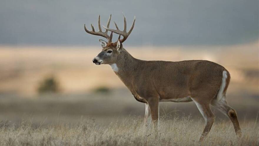 Photo of a deer