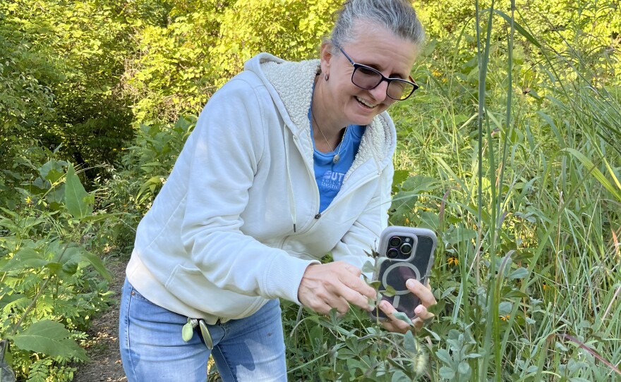 A woman holds her phone out to take a photo of a wooly caterpillar on a tall piece of grass.