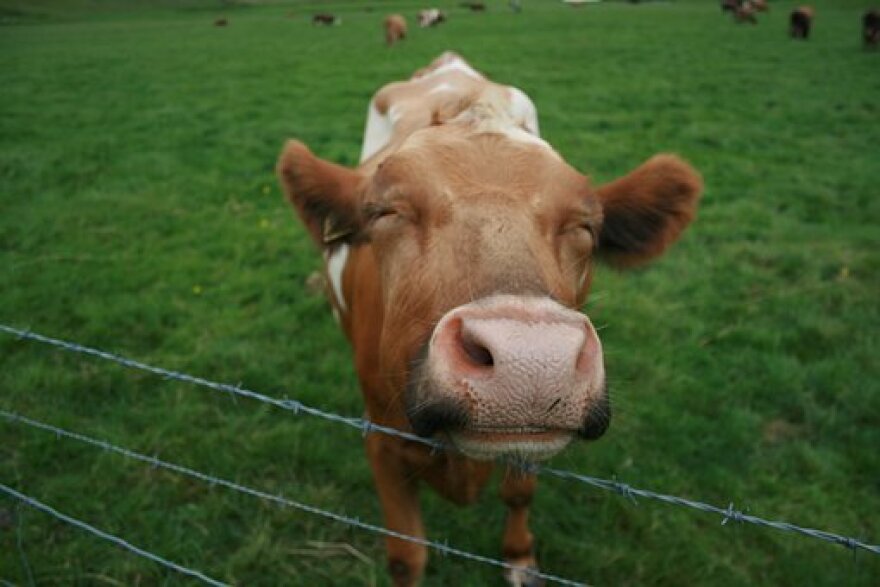 Smiling Cow