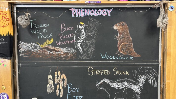 Chalk illustrations show box elder seeds, a striped skunk, a woodchuck, a Black-Backed Woodpecker, and frozen wood frogs.