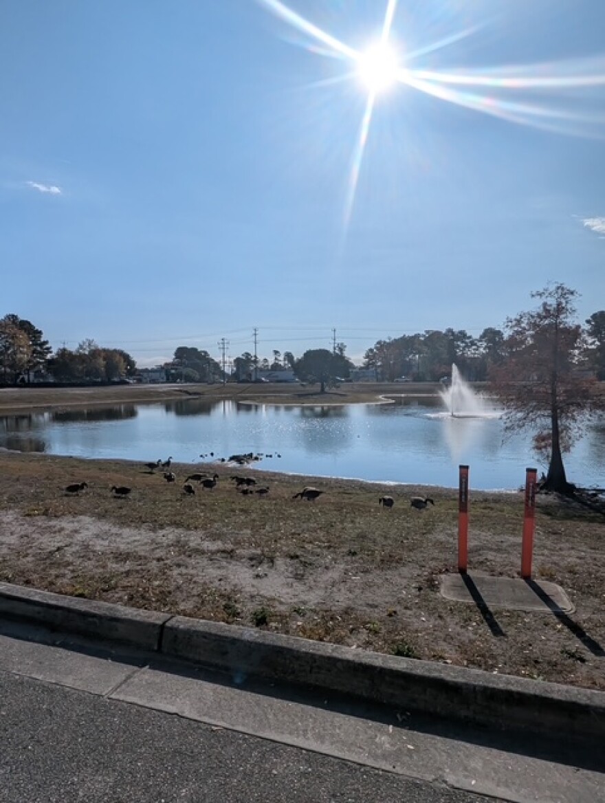 Canadian Geese are pictured in a retention pond off Shipyard Boulevard.
