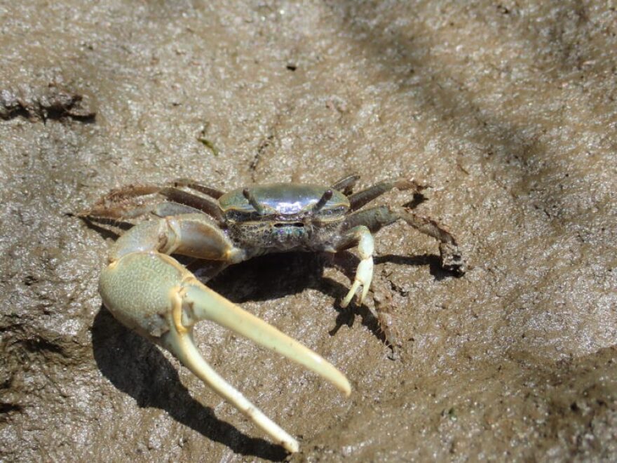 Researchers have determined fiddler crabs are moving north of their historical range of northern Florida to Cape Cod as a result of ocean warming.