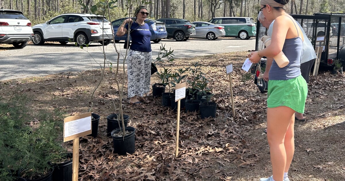 Gainesville unplugs at Morningside Nature Center