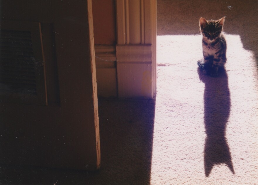 Photo of cat and shadow