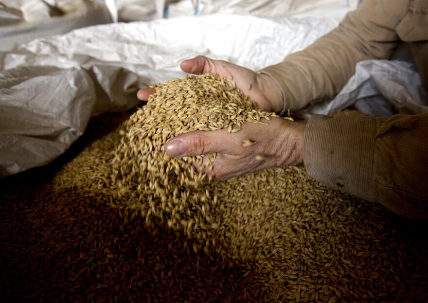 Hands holding dried barley