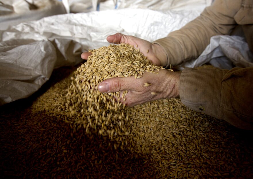 Hands holding dried barley