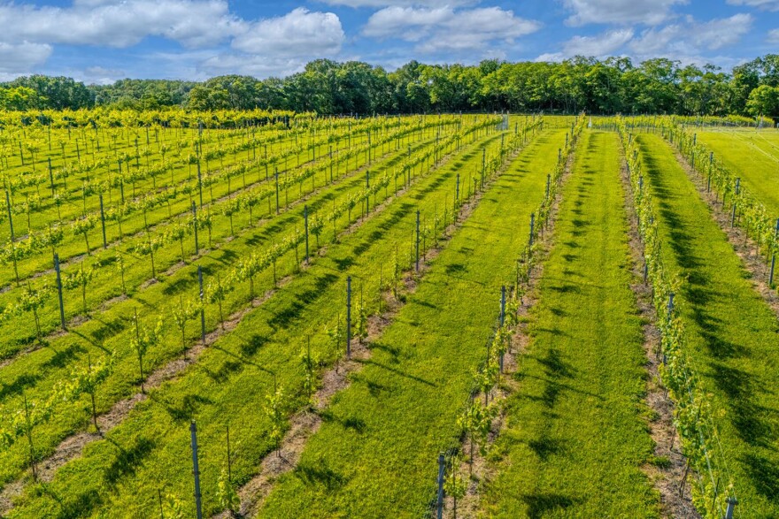 Vines grow on trellises at Clad and Cordon in southern Illinois. In the late 1800s and early 1900s, Illinois was a significant wine-producing state, along with Missouri and Ohio. The vines disappeared with Prohibition, but the success of a vineyard in the 1980s helped spark a resurgence in southern Illinois in the early 2000s.
