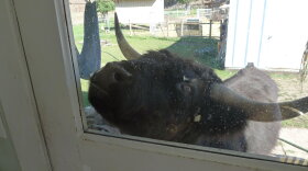 Little Bear the Steer begging for food.