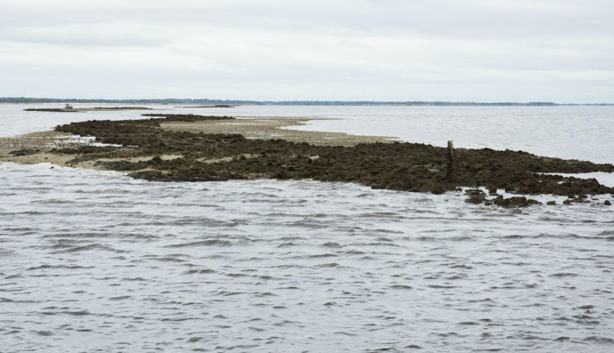 Lone Cabbage demonstrated the success of oyster reef restoration projects, which are now underway on other reefs in Cedar Key, including Corrigan’s Reef, an almost $2 million effort.