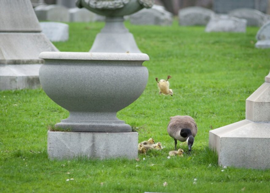 mama goose jumped off the urn and coaxed her goslings to the ground