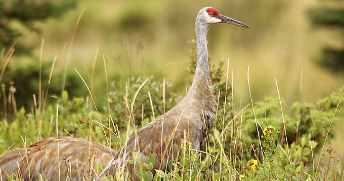 An upclose encounter with the largest birds in Michigan Interlochen