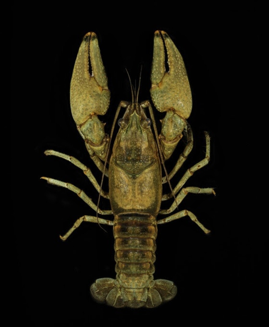 The MoWild crayfish was first discovered near Louisville in 2006, but it took more than a decade to confirm it was a new species.