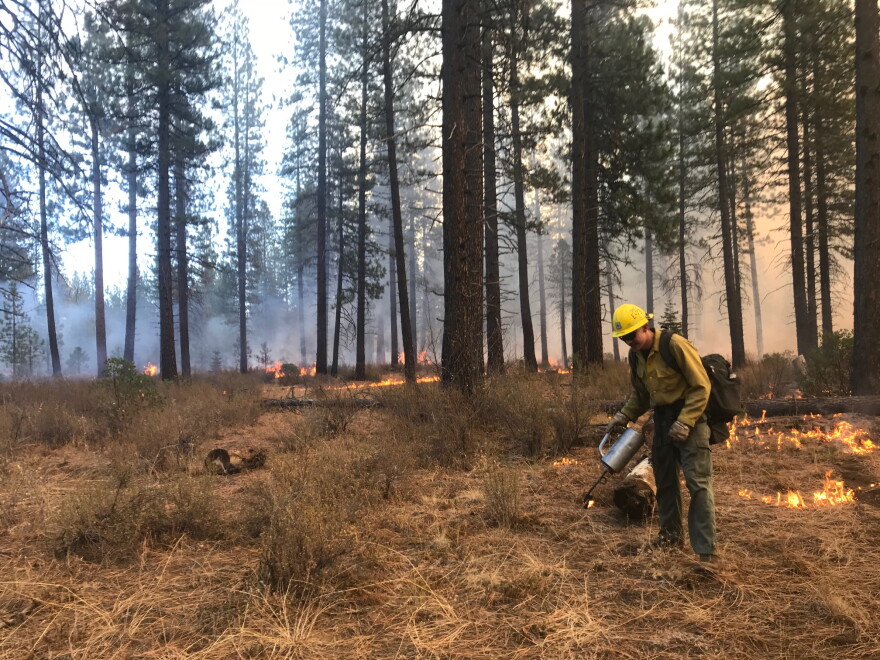 Firefighter using a drip torch during a prescribed burn