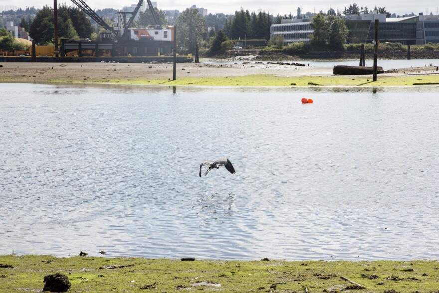 A blue heron takes off from the Herring’s House Park and flies toward the Kellogg Island on the Duwamish River.
