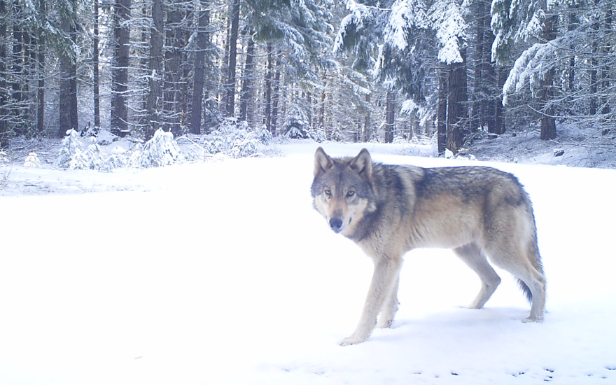 A wolf in a snowy clearing with trees in the background.