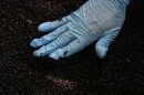 Hand covered in a blue plastic glove touches inside a container full of screwworm flies 