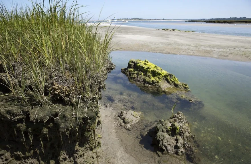 As the ocean slowly advances it undercuts the salt marsh in Essex until it collapses into the water.