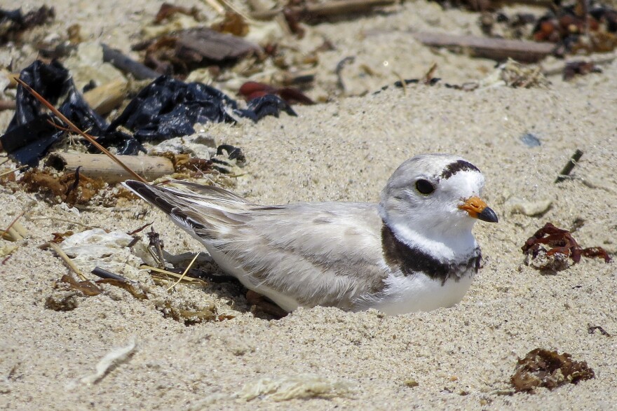 A piping plover nests in Connecticut.