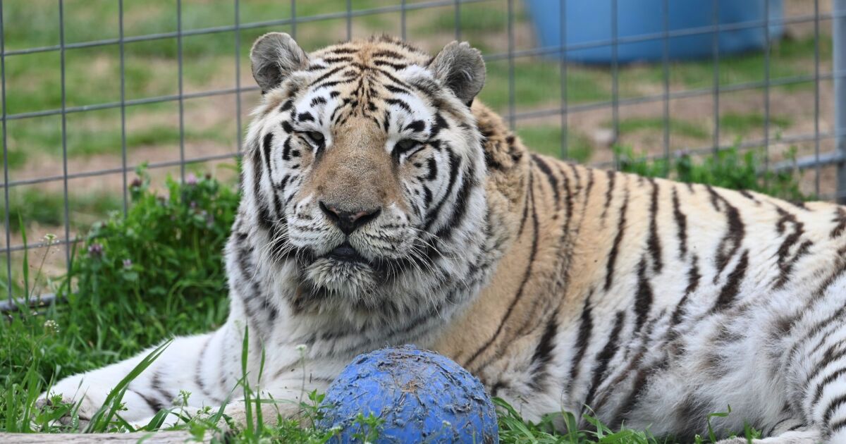 Who can own big cats in America? Fatal tiger attack draws scrutiny to federal rules