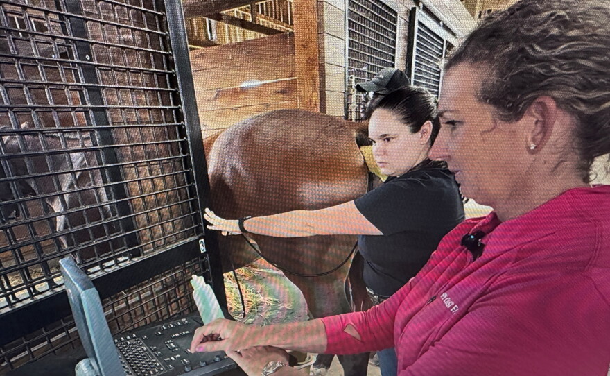 A vet student with Dr. Modesty Burleson, COO of Spy Coast Farm.