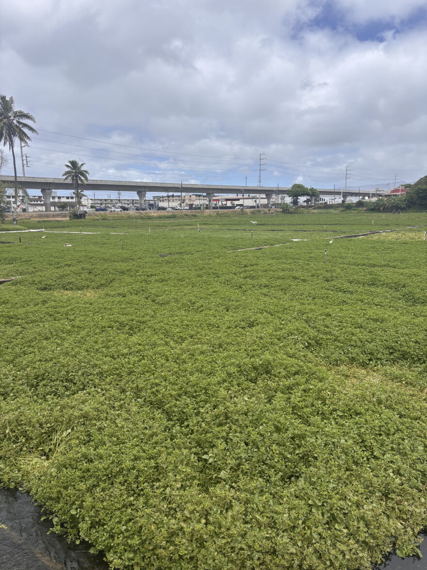 Sumida Farm