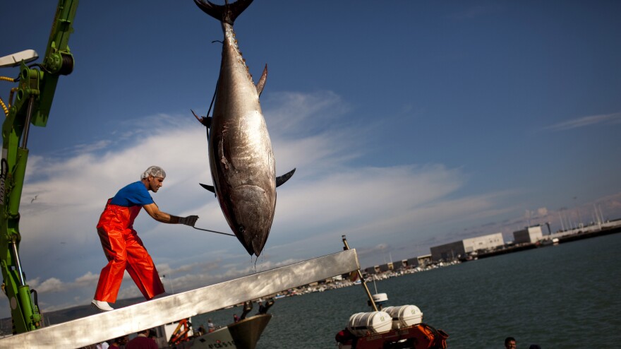An Almadraba tuna is lifted by a crane in the port of Barbate, Cadiz province, southern Spain. Almadraba tuna is caught by an elaborate and ancient Andalusian fishing method used in Spanish coastal areas close to the Strait of Gibraltar since Phoenician times.